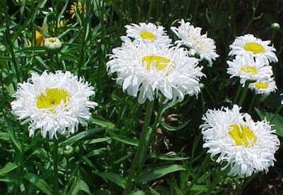 Leucanthemum x superbum