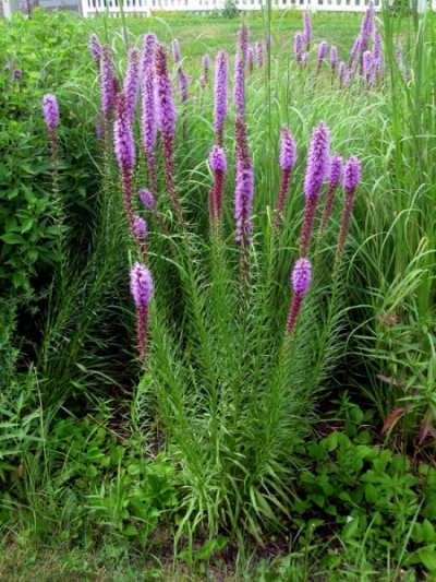 Liatris pycnostachya