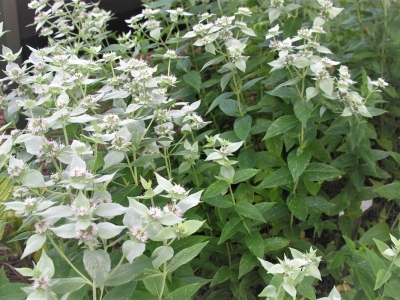 Pycnanthemum muticum
