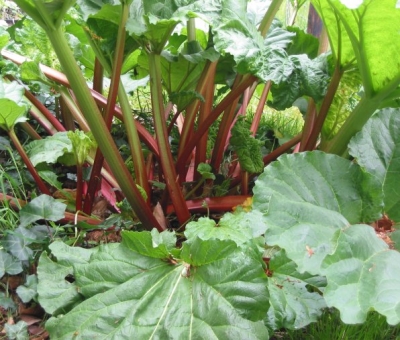 Rheum rhabarbarum