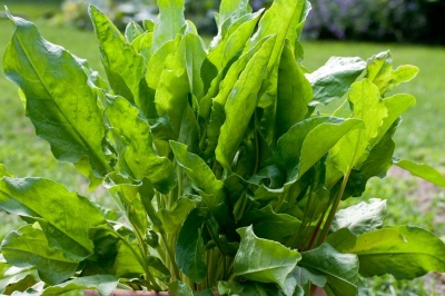 Rumex acetosa
