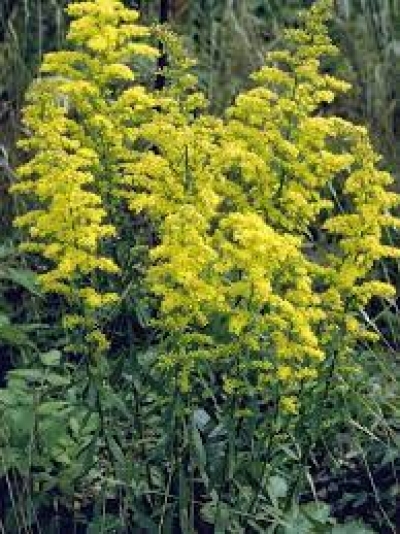 Solidago ulmifolia