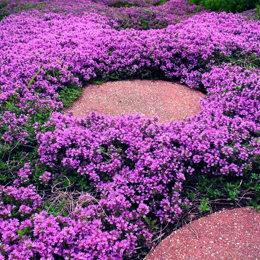 Thymus serphyllum