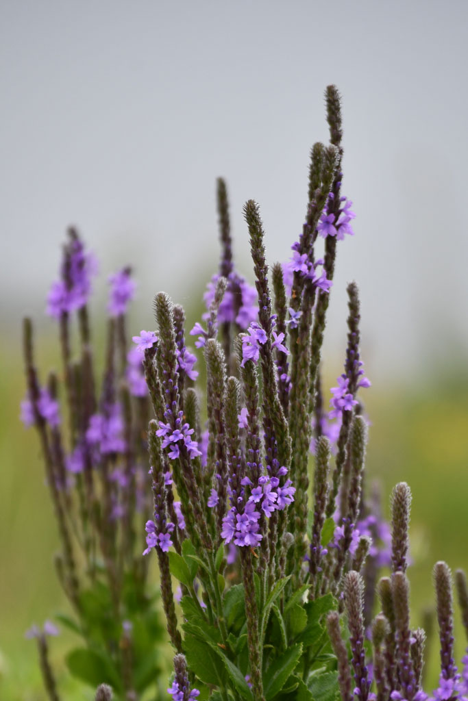 Verbena stricta