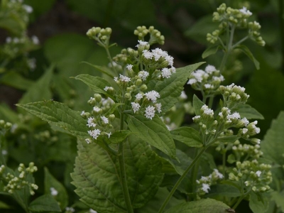 Ageratina altimissa