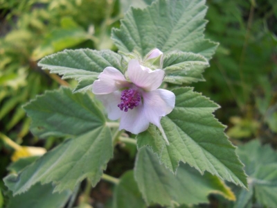 Althea officinalis