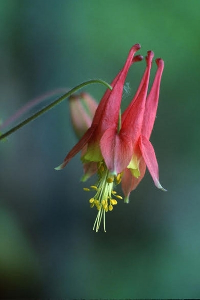 Aquilegia canadensis