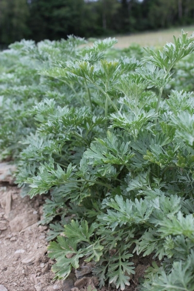 Artemesia absinthium