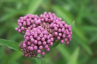 Asclepias incarnata
