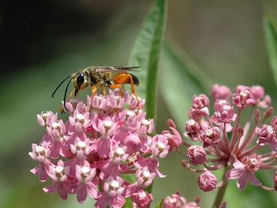 Asclepias syriaca