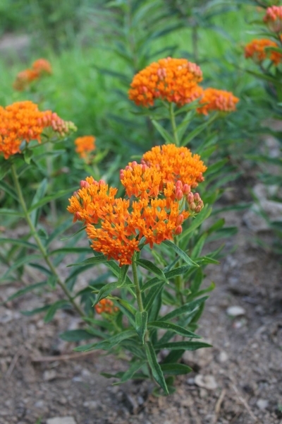 Asclepias tuberosa