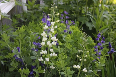 Baptisia alba