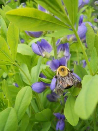 Baptisia australis