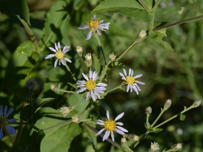 Eurybia macrophylla