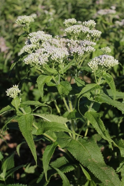 Eupatorium perfoliatum