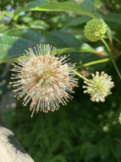 Cephalanthus occidentalis
