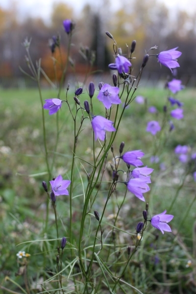 Campanula rotundifolia