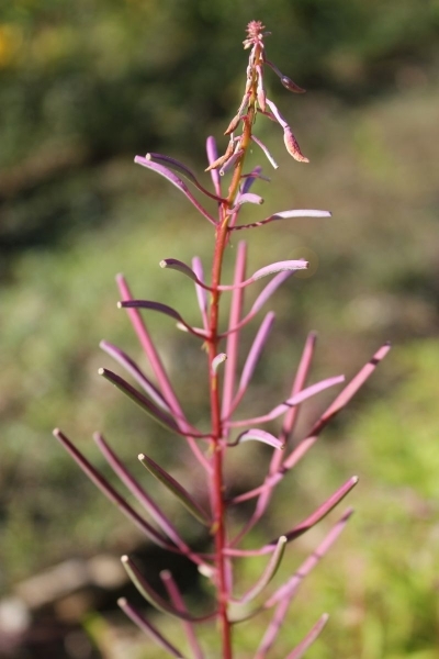 Chamerion angustifolium