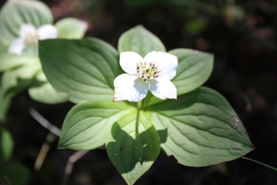 Chamaepericlymenum canadense