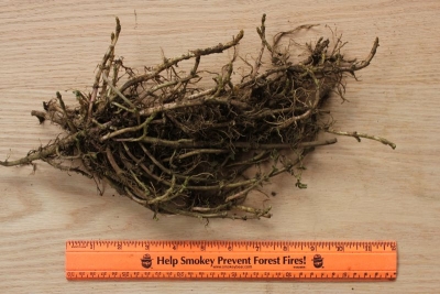 Mentha x piperita piperita