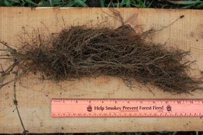 Clematis virginiana