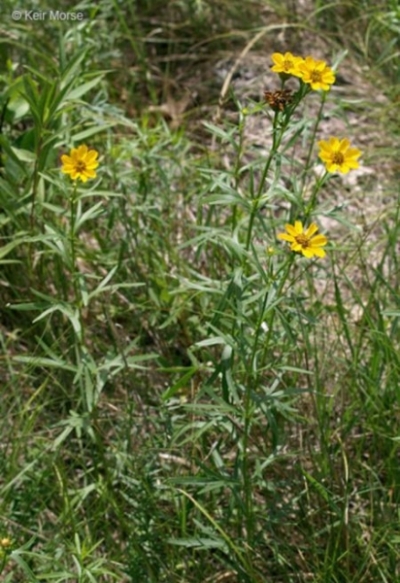 Coreopsis palmata