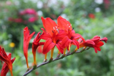 Crocosmia x curtonus