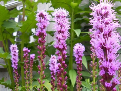 Liatris spicata