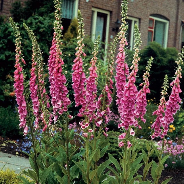 Digitalis mertonensis