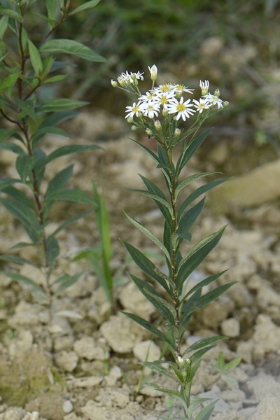 Doellingeria umbellatus