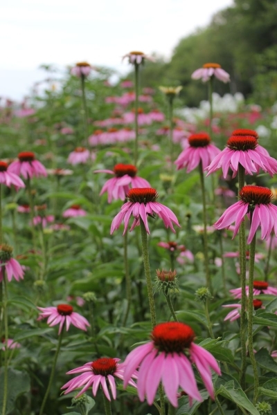 Echinacea purpurea