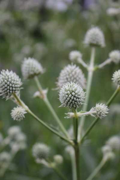 Eryngium yuccafolium