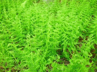 Dennstaedtia punctilobula