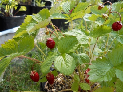 Fragaria vesca