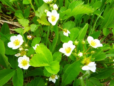 Fragaria virginiana