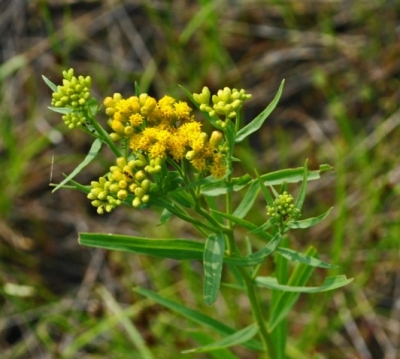 Euthamia graminifolia
