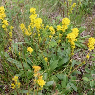 Solidago puberula