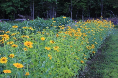 Heliopsis helianthoides
