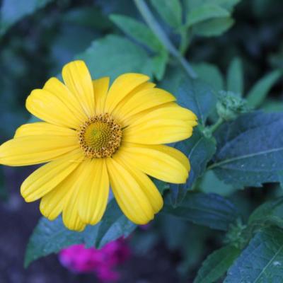 Heliopsis heliantoides