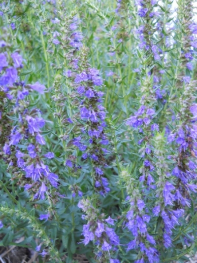 Hyssopus officinalis