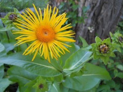 Inula helenium