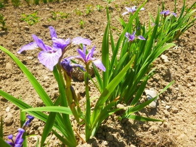 Iris versicolor