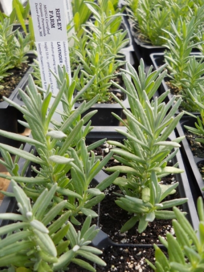 Lavendula angustifolia