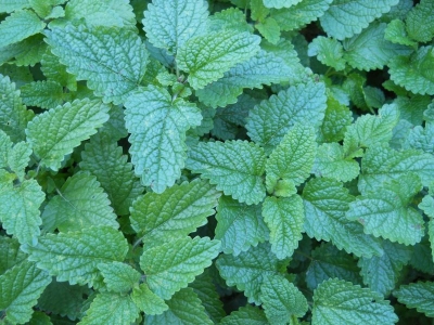 Melissa officinalis