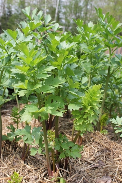 Levisticum officinale
