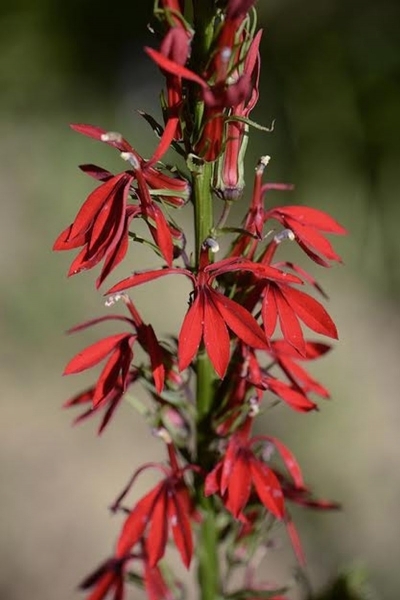 Lobelia cardinalis