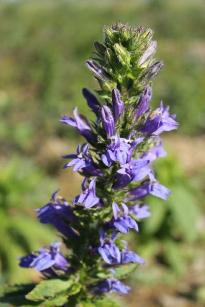 Lobelia siphilitica