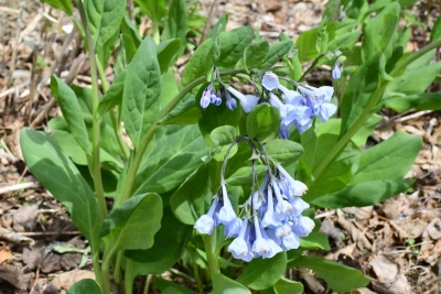 Mertensia virginica