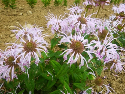 Monarda bradburiana