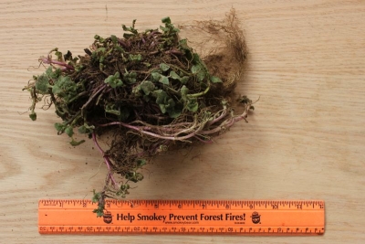 Monarda didyma